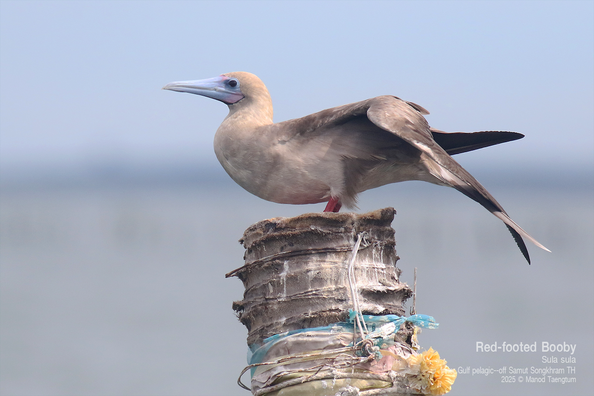 Red-footed Booby (Indopacific) - ML637627360