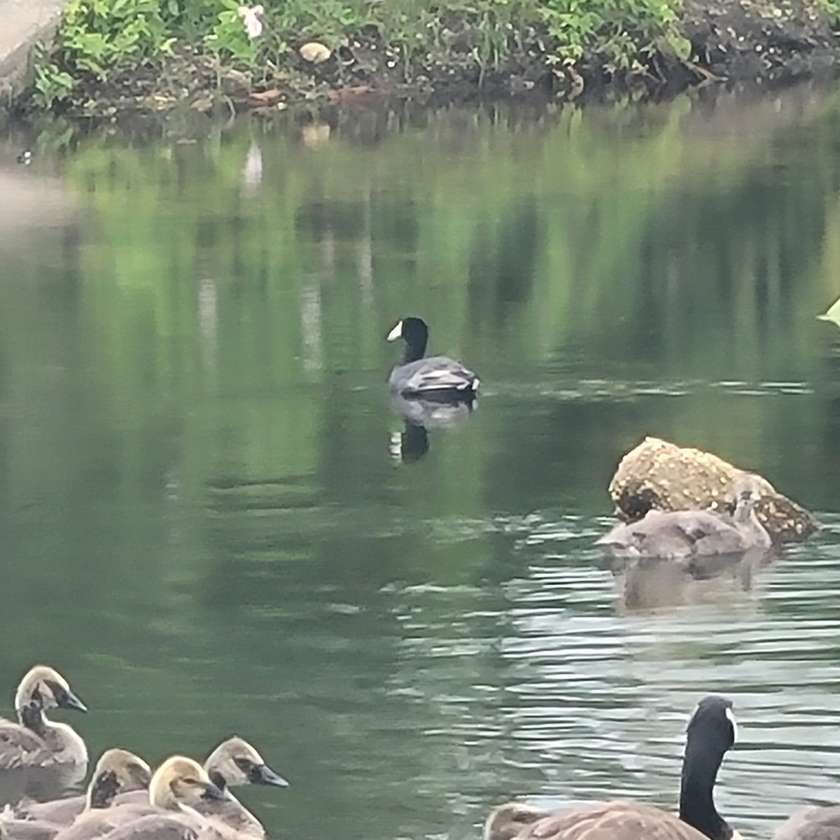 American Coot - ML637627361
