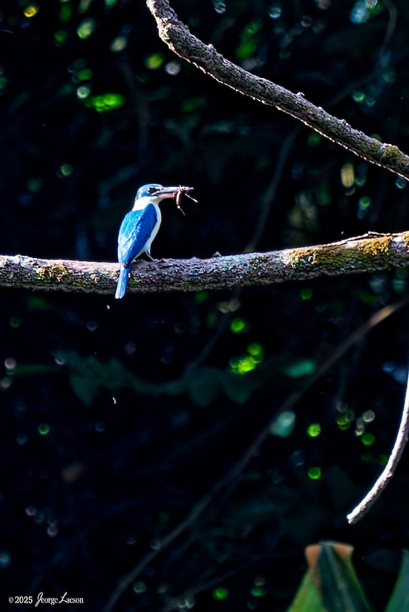 Collared Kingfisher - ML637627362