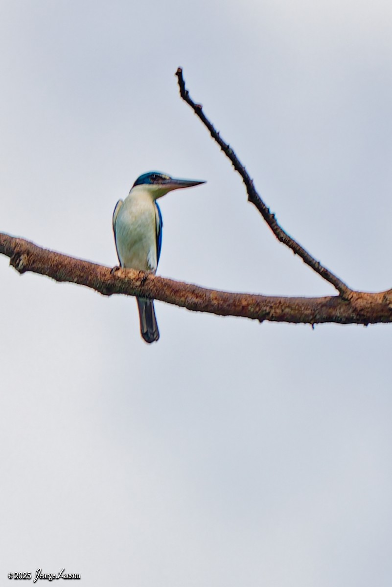 Collared Kingfisher - ML637627363