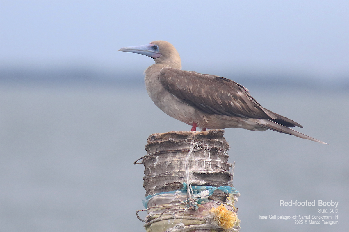 Red-footed Booby (Indopacific) - ML637627365