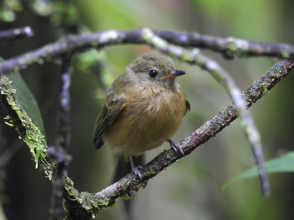 Ochre-bellied Flycatcher - ML637627367