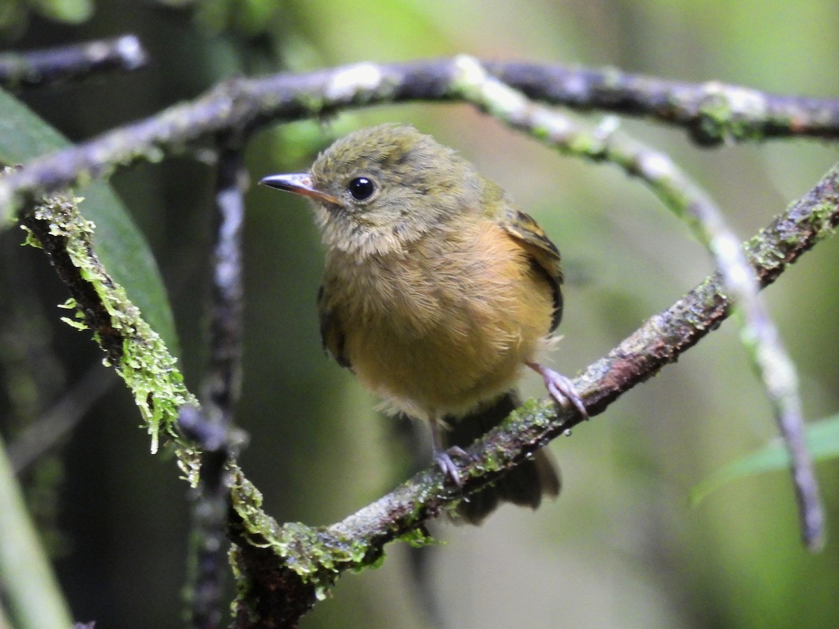 Ochre-bellied Flycatcher - ML637627368