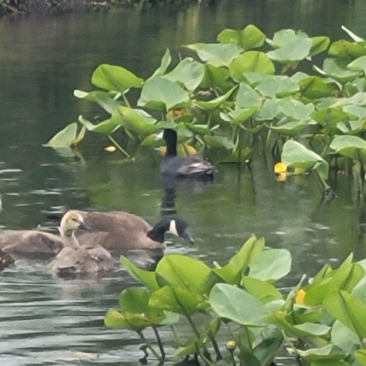 American Coot - ML637627371