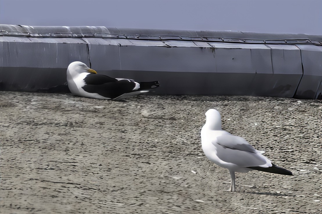 Kelp Gull - ML637627373