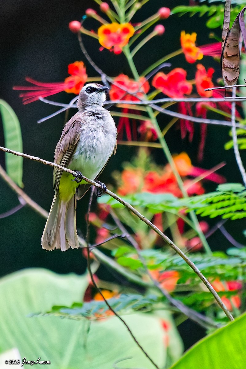 Yellow-vented Bulbul - ML637627387