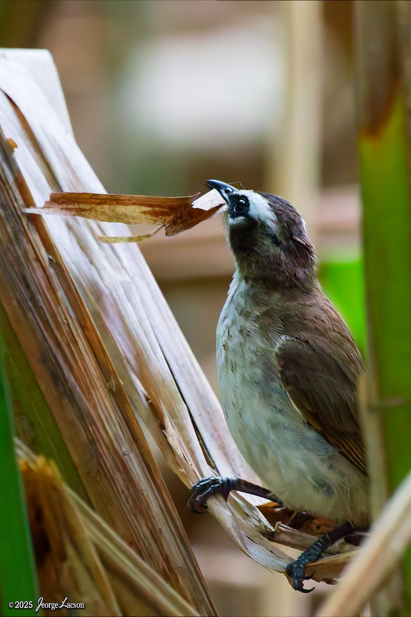 Yellow-vented Bulbul - ML637627388