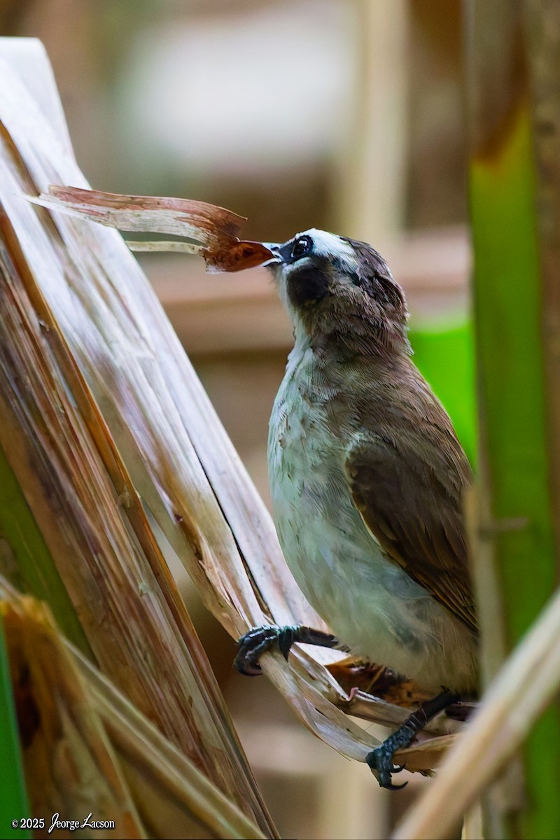 Yellow-vented Bulbul - ML637627389