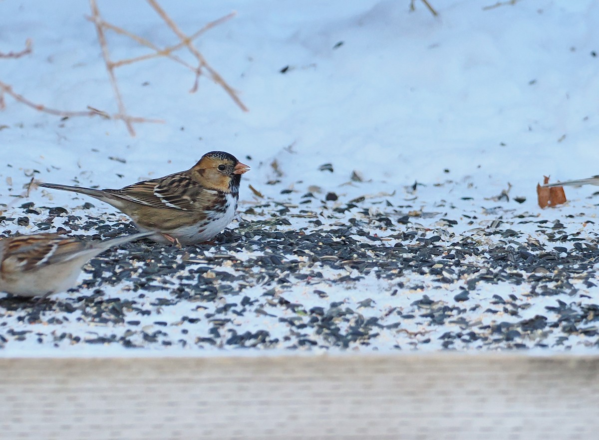 Harris's Sparrow - ML637627390