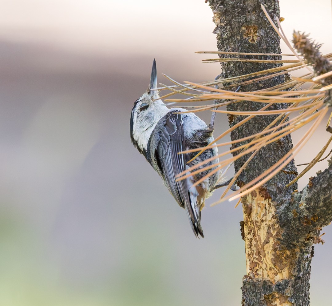 White-breasted Nuthatch - ML637627409