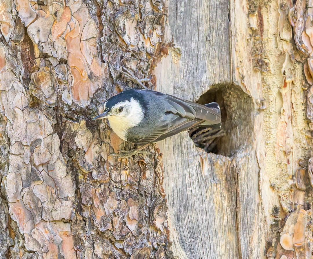 White-breasted Nuthatch - ML637627413