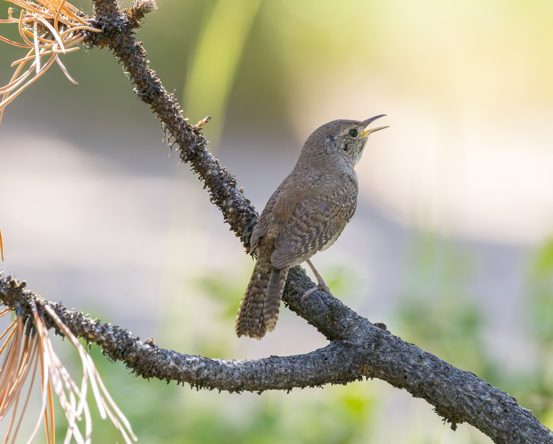 Northern House Wren - ML637627425