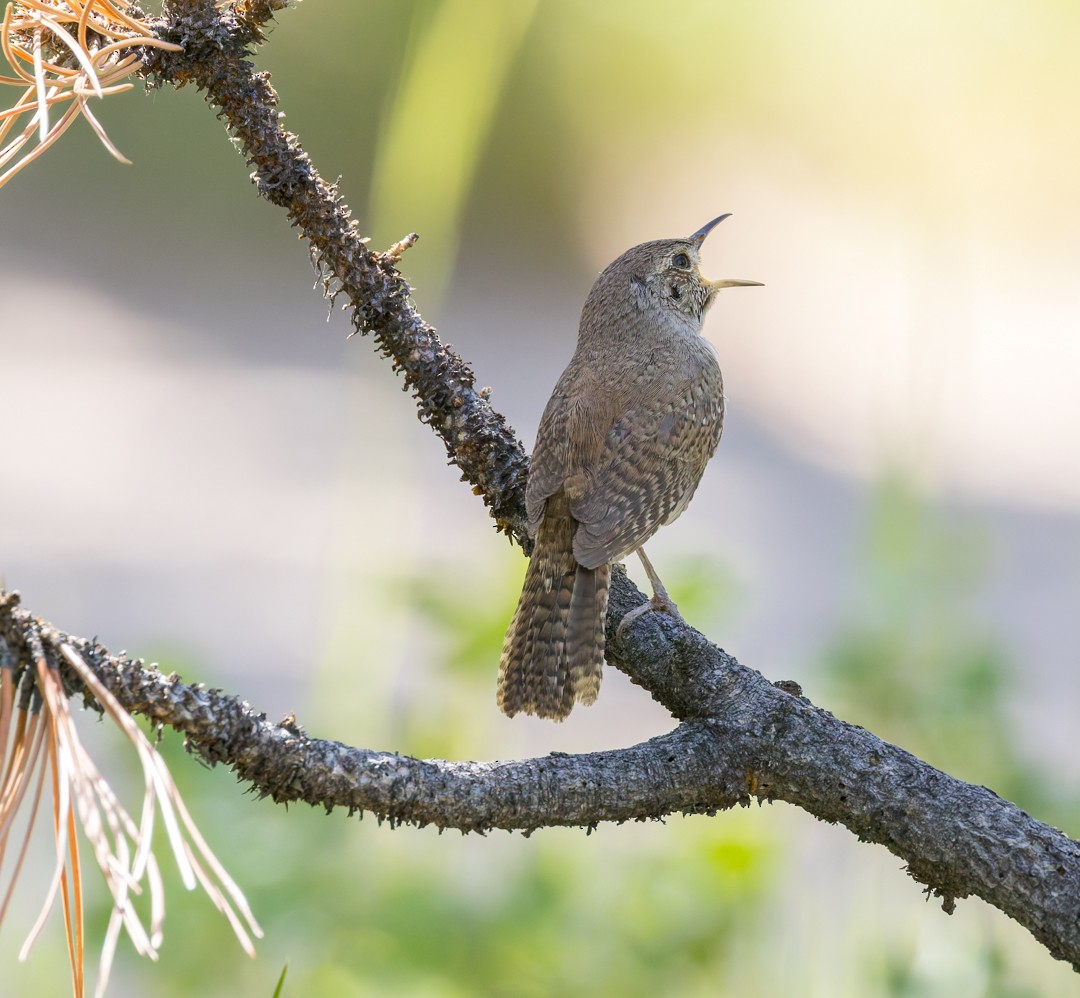 Northern House Wren - ML637627426