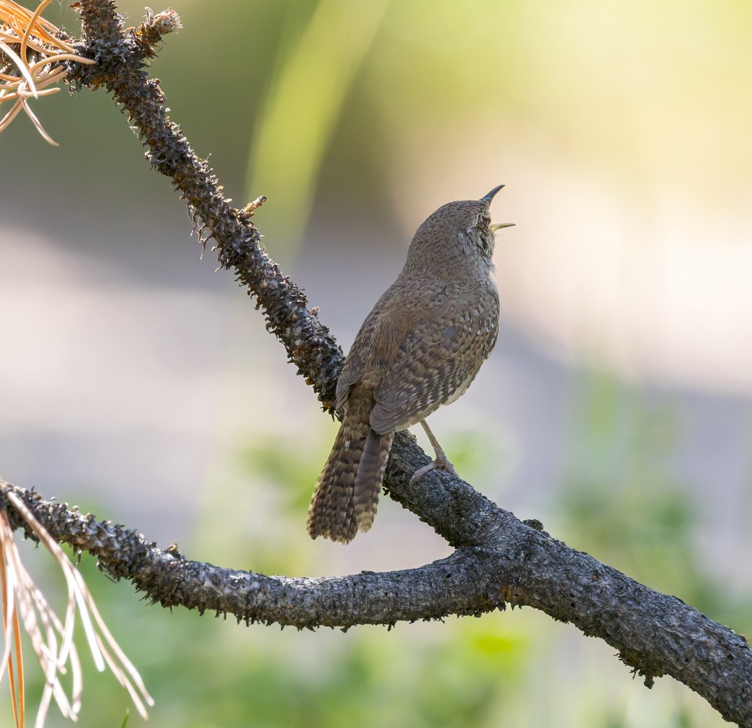 Northern House Wren - ML637627427