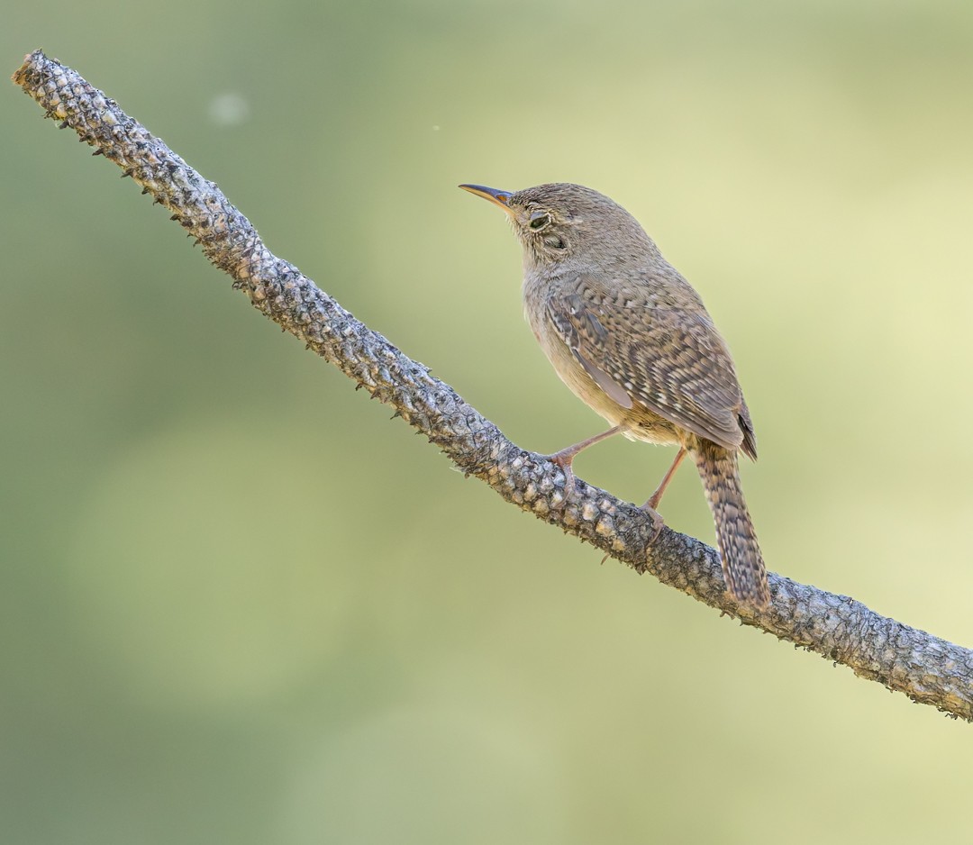 Northern House Wren - ML637627428