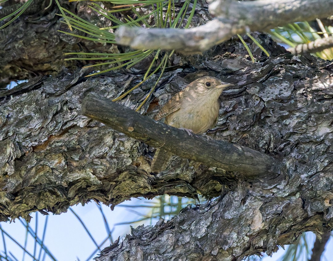 Northern House Wren - ML637627429