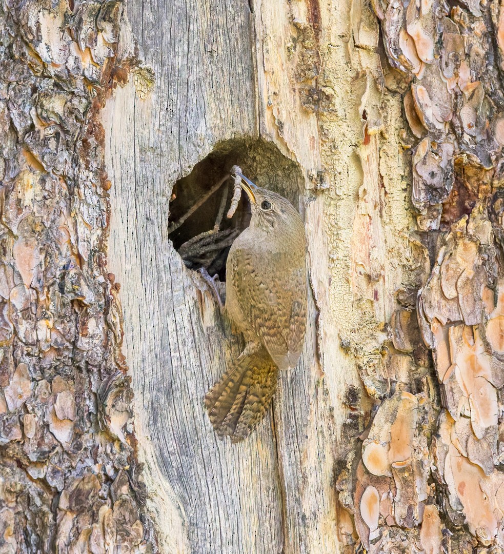 Northern House Wren - ML637627434