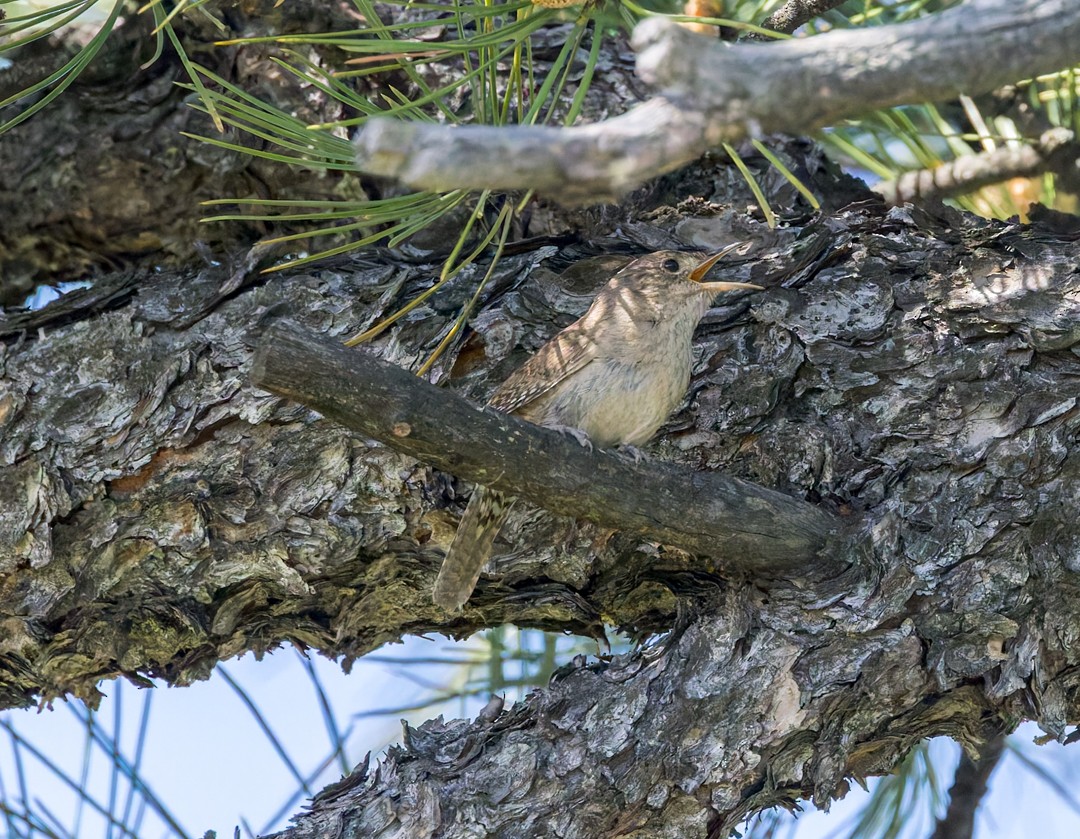 Northern House Wren - ML637627436