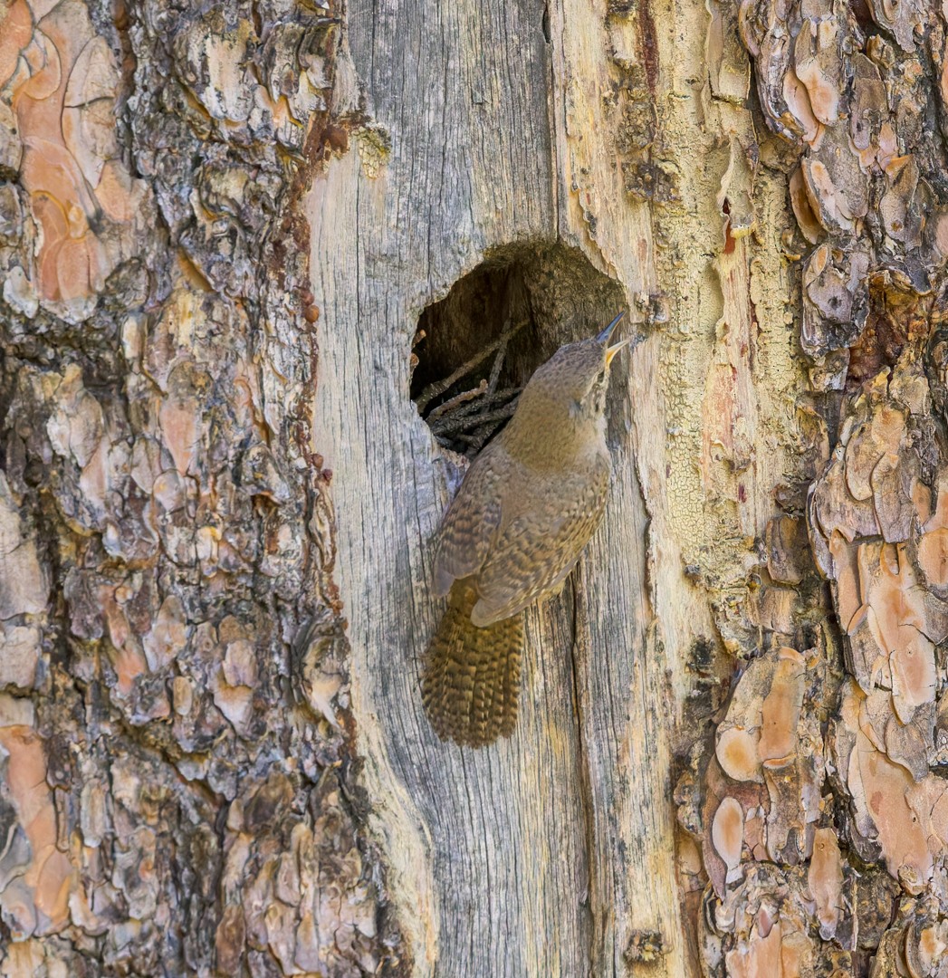 Northern House Wren - ML637627437