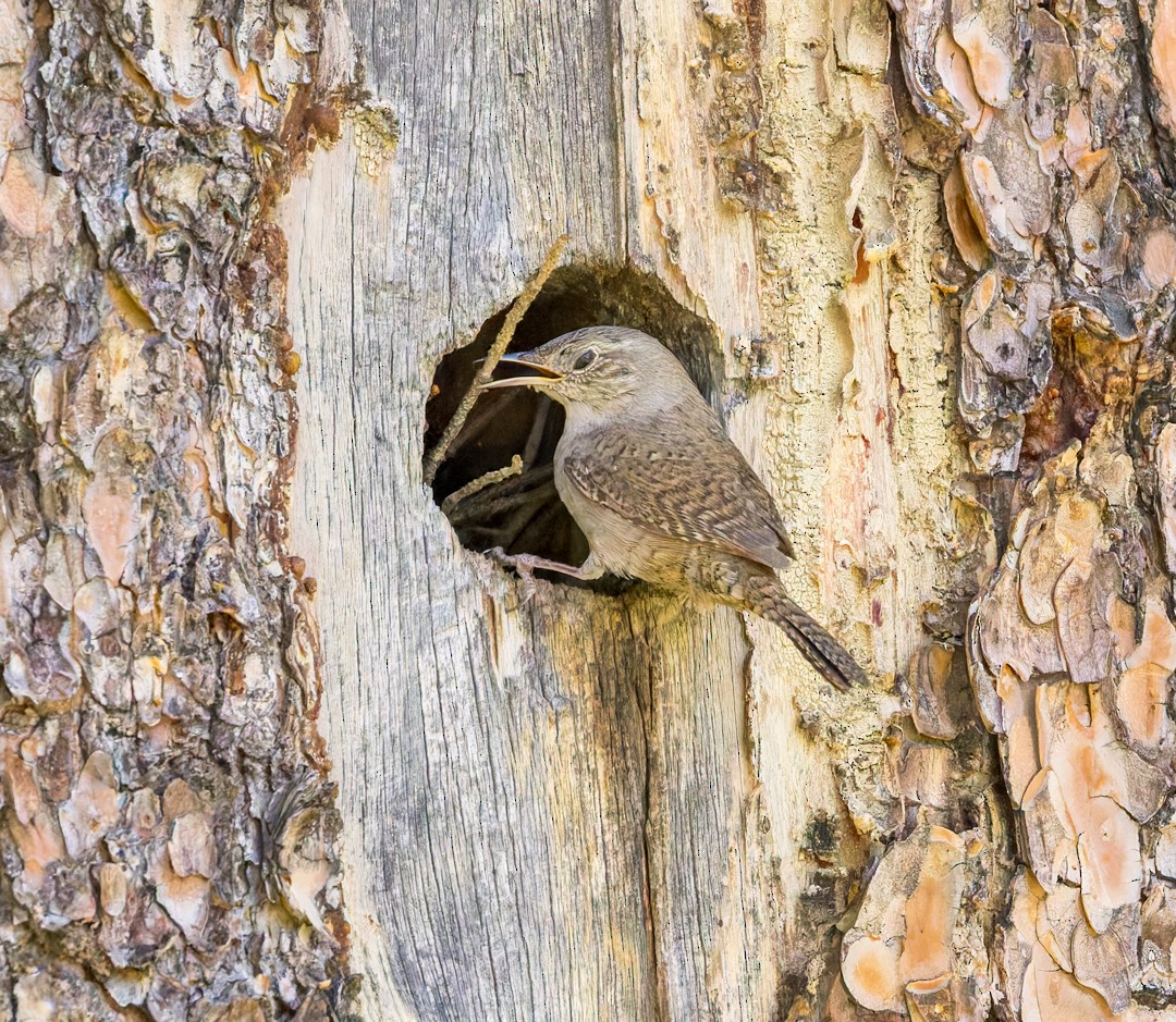 Northern House Wren - ML637627438