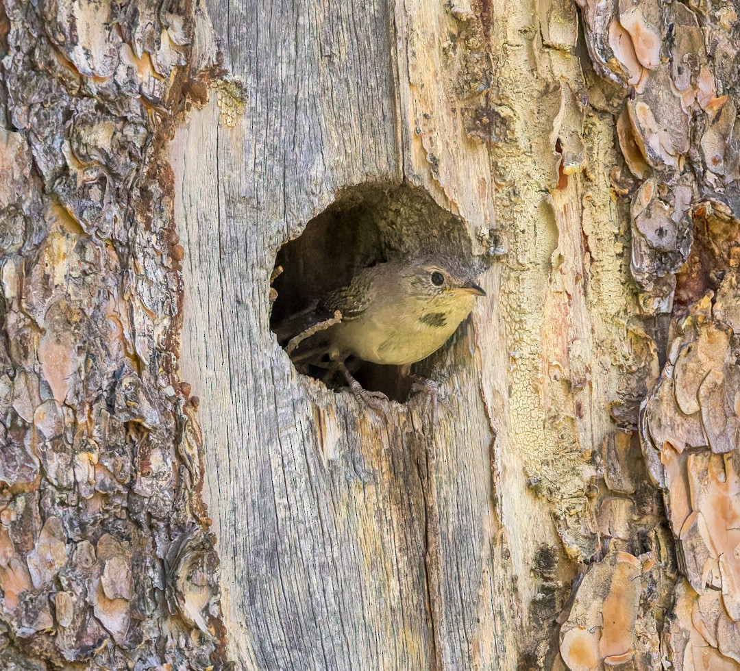 Northern House Wren - ML637627439