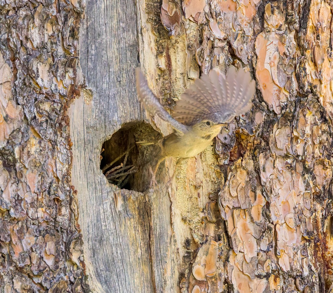 Northern House Wren - ML637627440