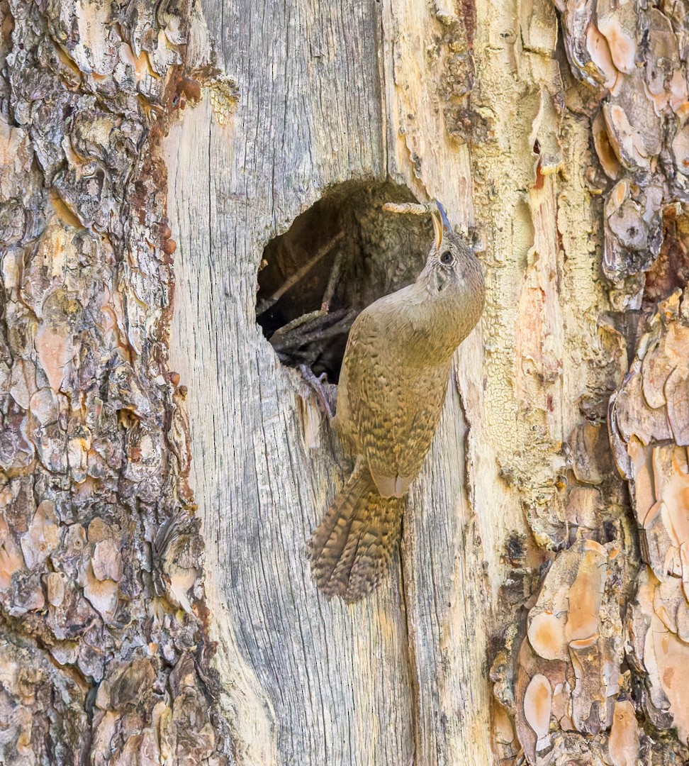Northern House Wren - ML637627441