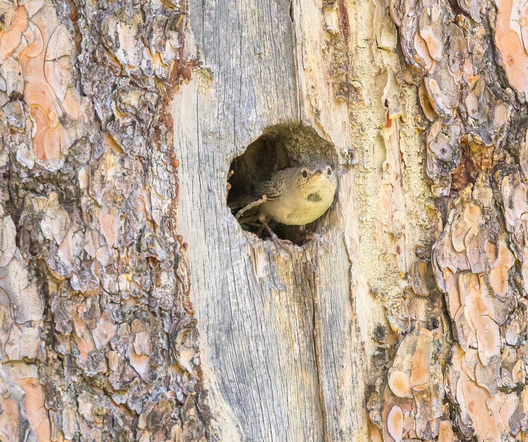 Northern House Wren - ML637627442