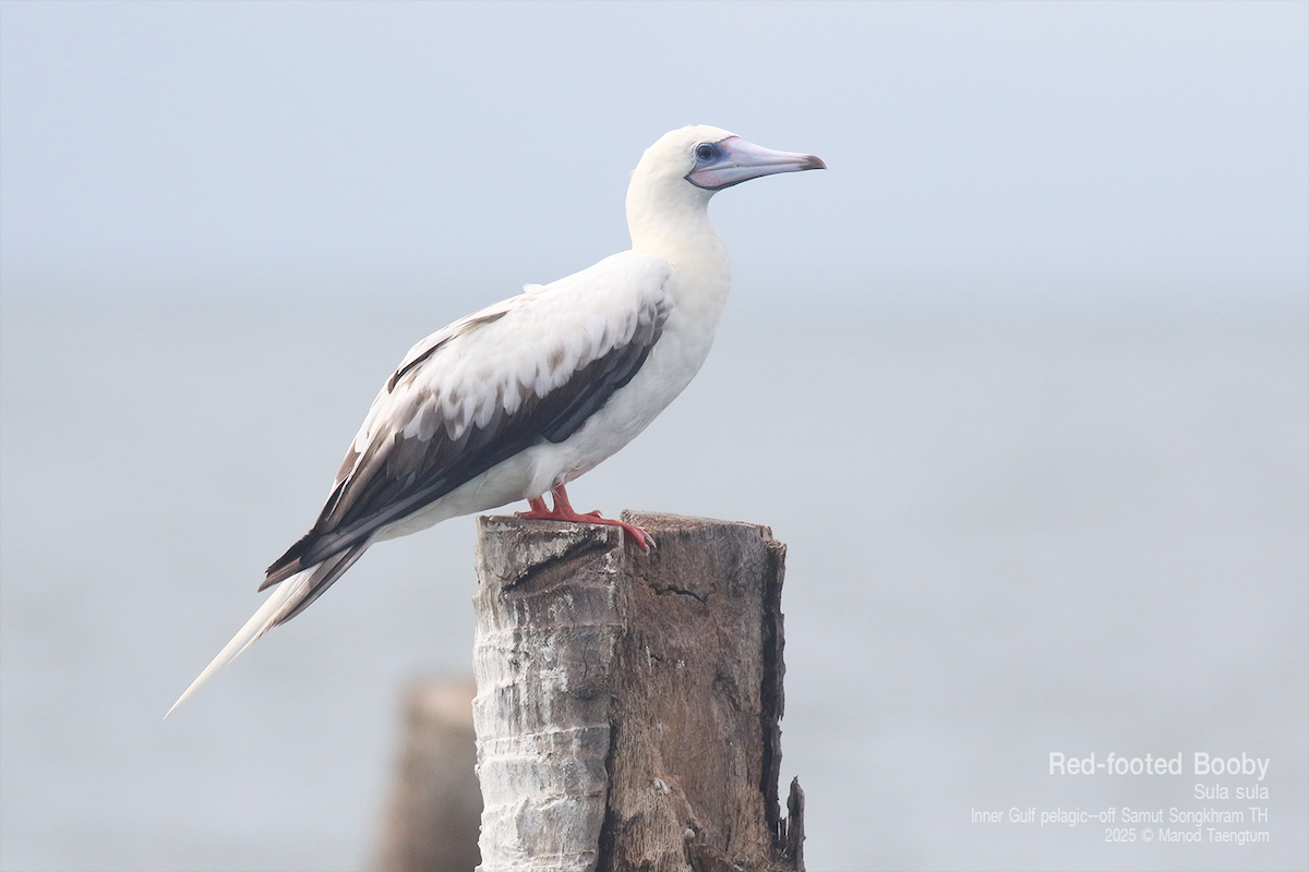 Red-footed Booby (Indopacific) - ML637627444