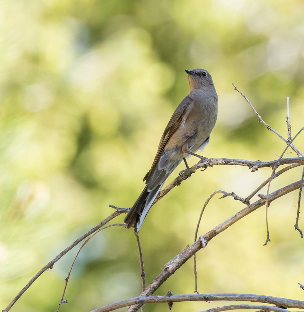 Townsend's Solitaire - ML637627447
