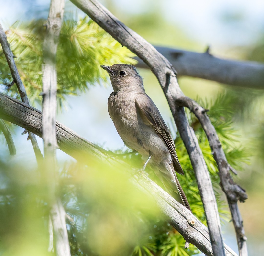 Townsend's Solitaire - ML637627448