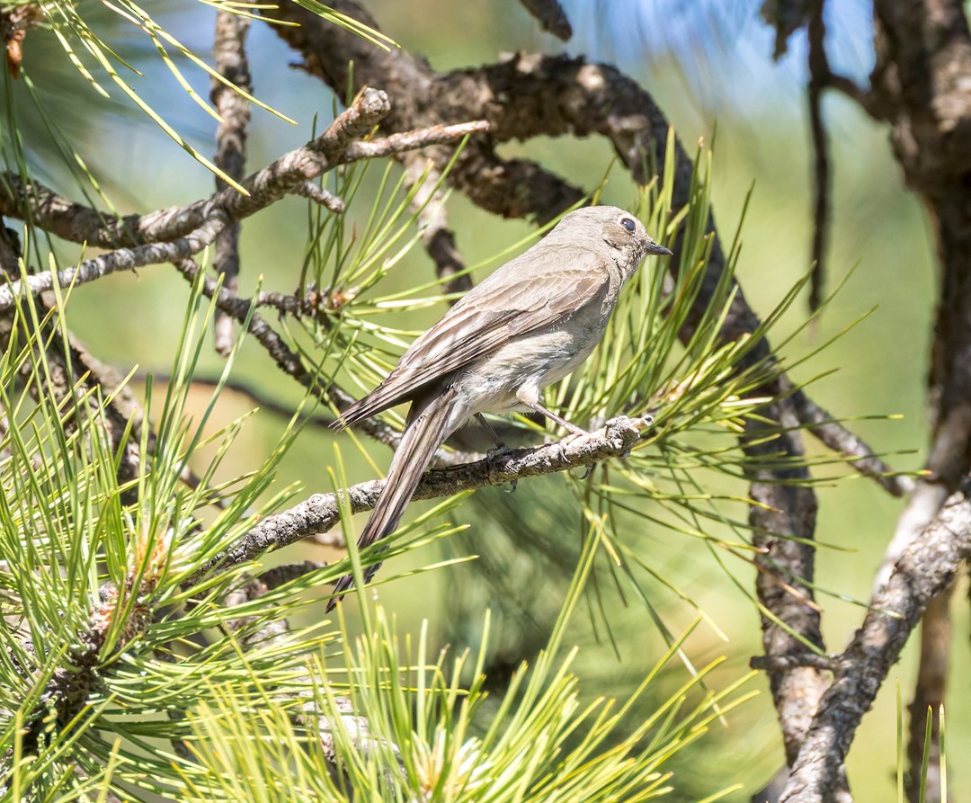 Townsend's Solitaire - ML637627450