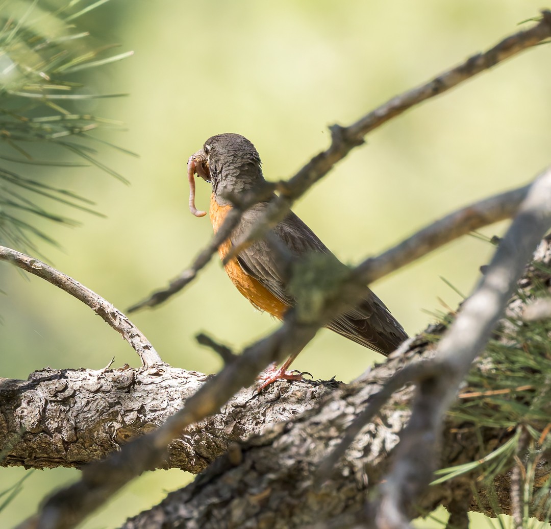 American Robin - ML637627452