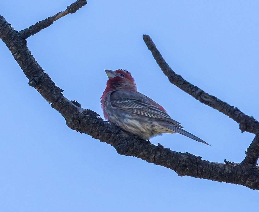 House Finch - ML637627457