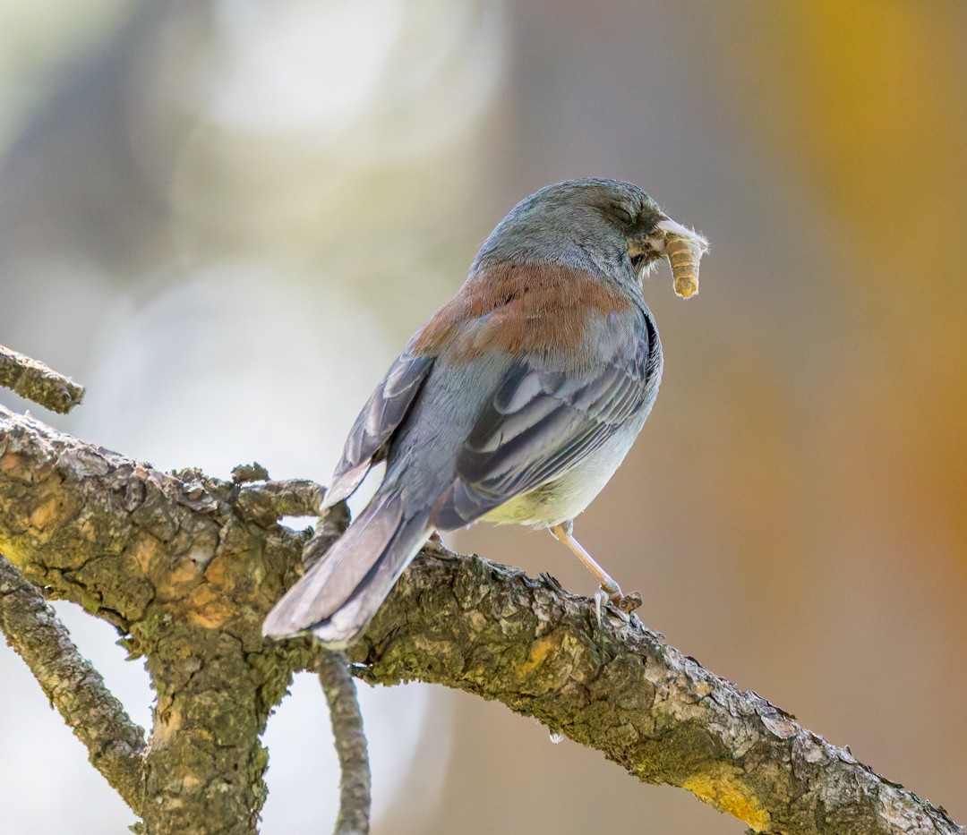 Dark-eyed Junco (Gray-headed) - ML637627461