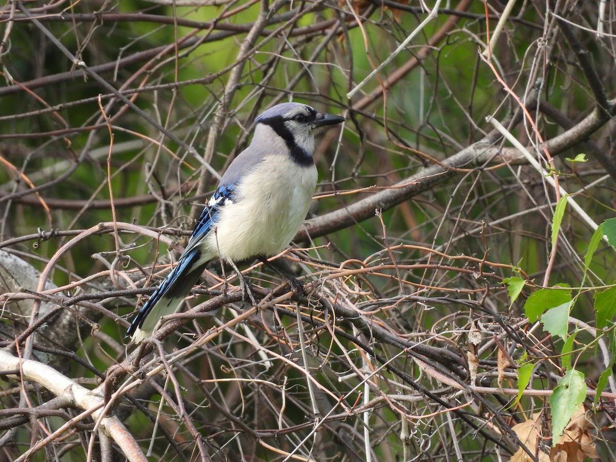 Blue Jay - ML637627464