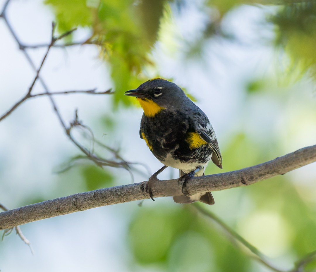 Yellow-rumped Warbler (Audubon's) - ML637627468