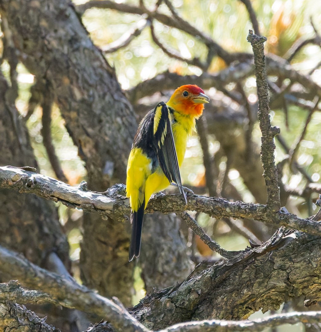 Western Tanager - ML637627479