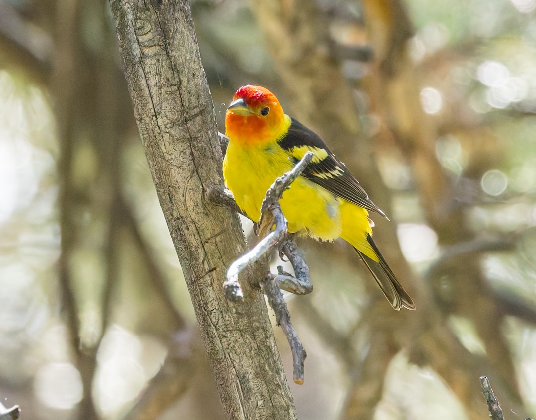 Western Tanager - ML637627480