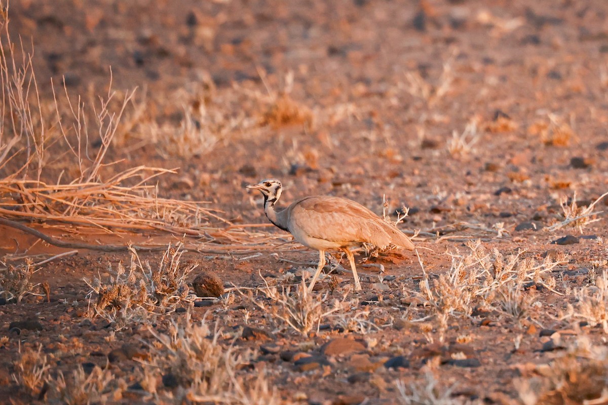 Rüppell's Bustard - ML637627481