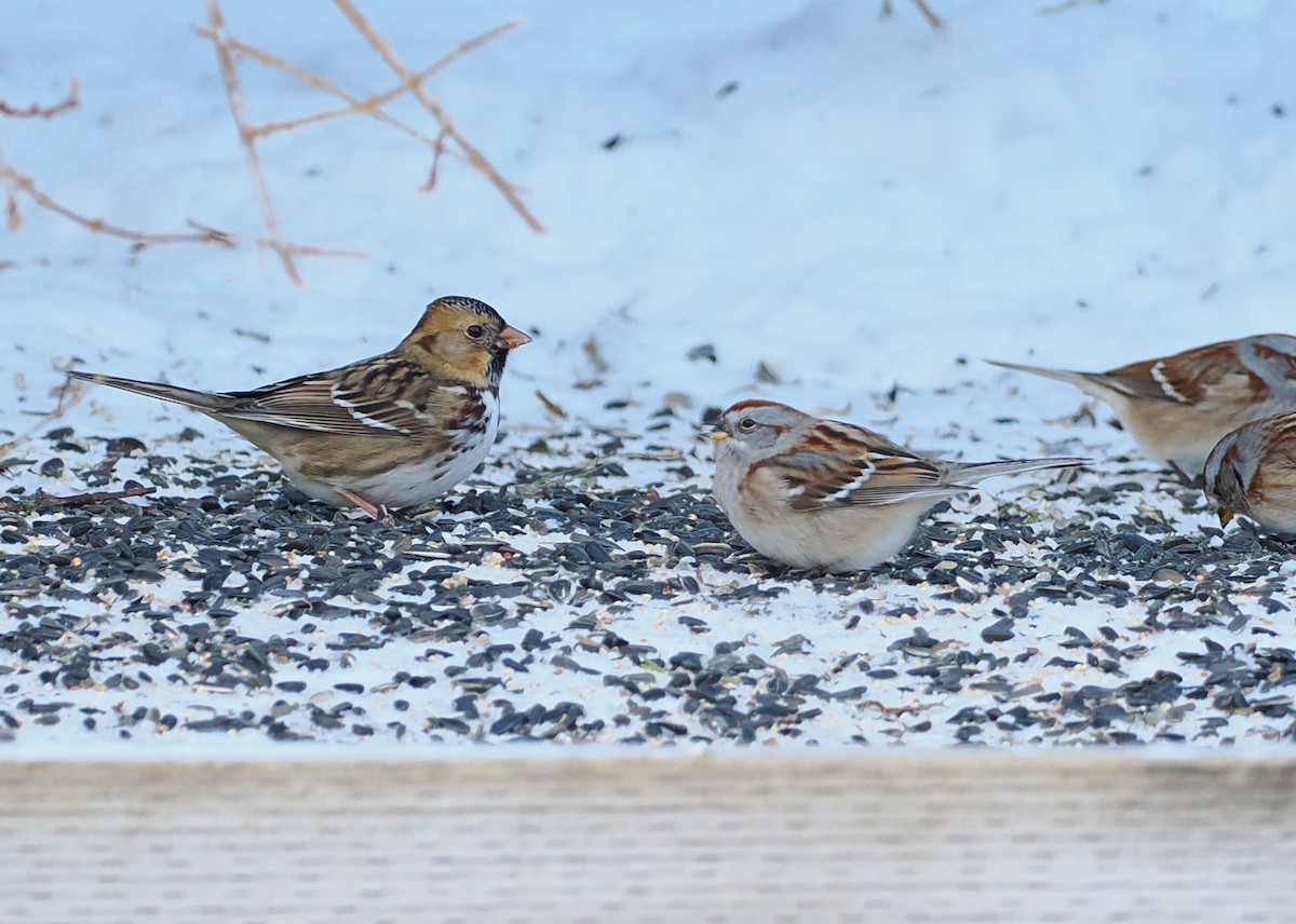 Harris's Sparrow - ML637627497