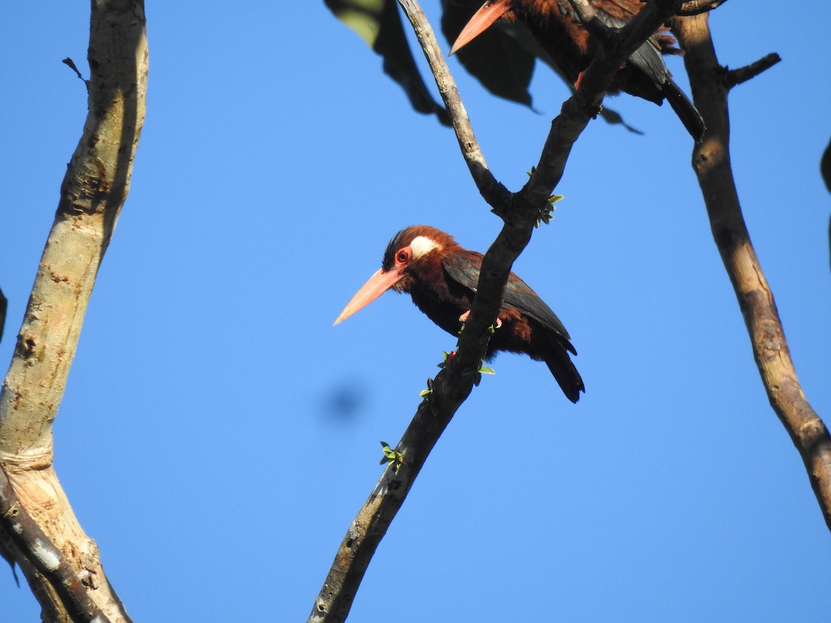 White-eared Jacamar - ML637627525