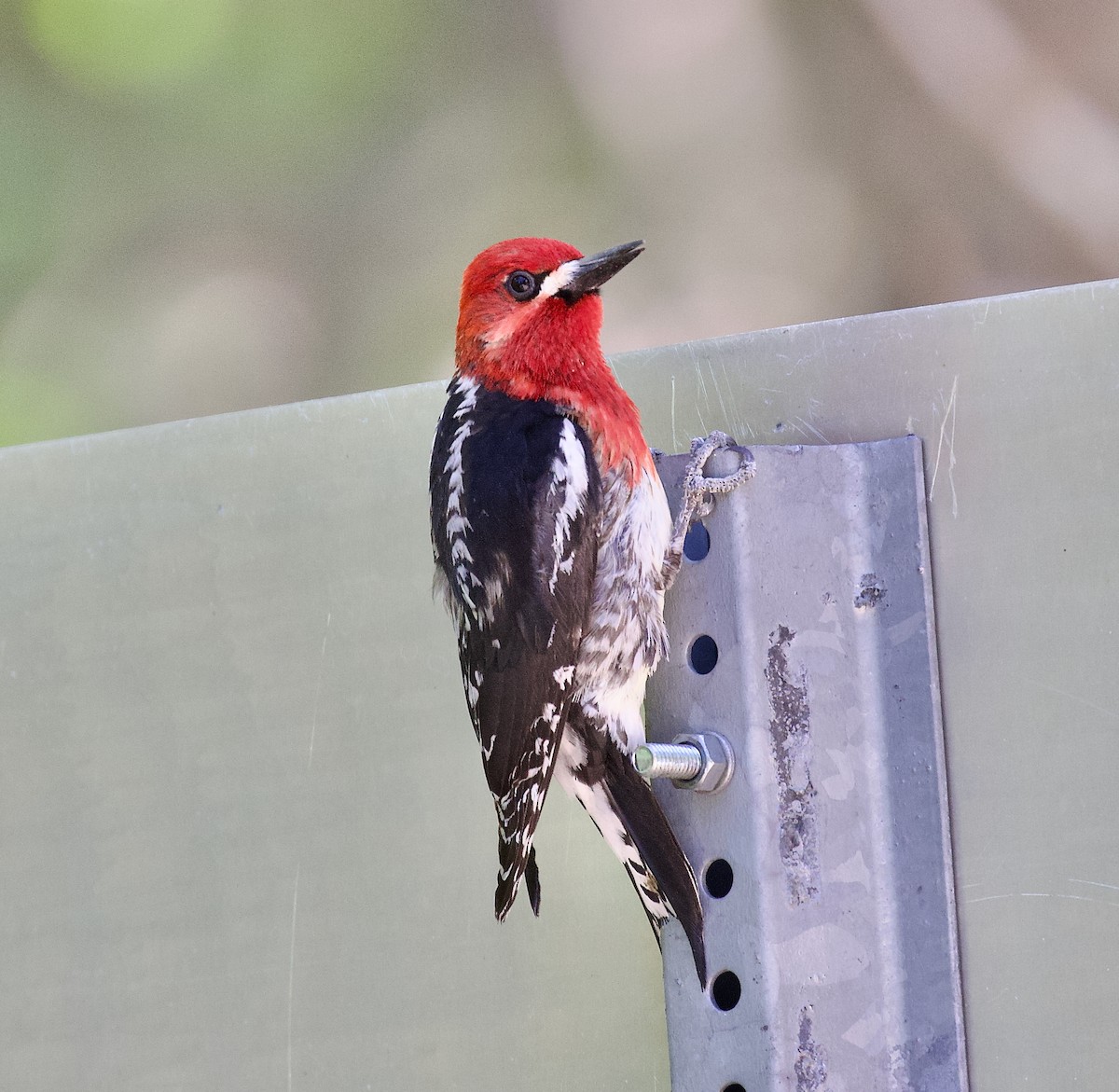 Red-breasted Sapsucker - ML637627539