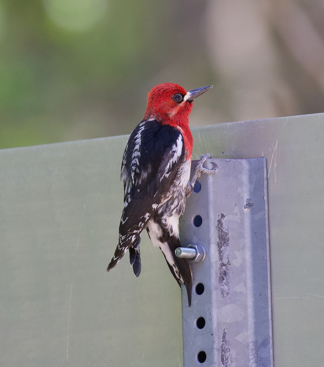 Red-breasted Sapsucker - ML637627542