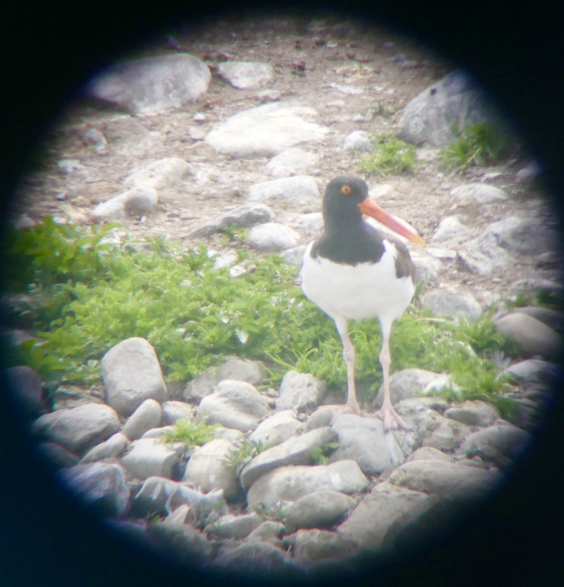 American Oystercatcher - ML637627551