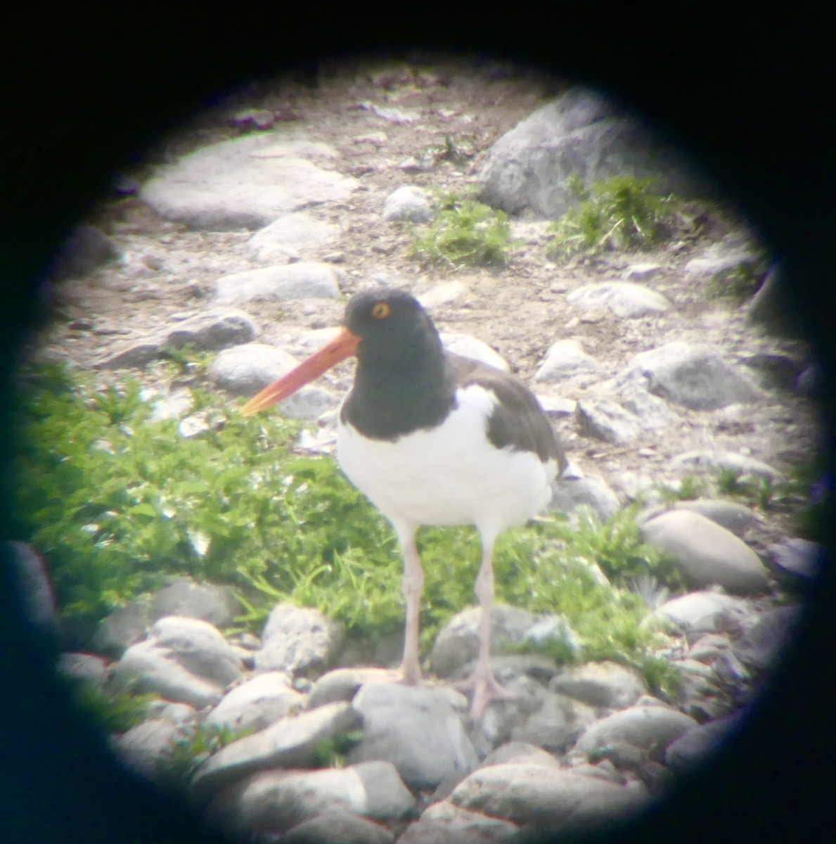 American Oystercatcher - ML637627552