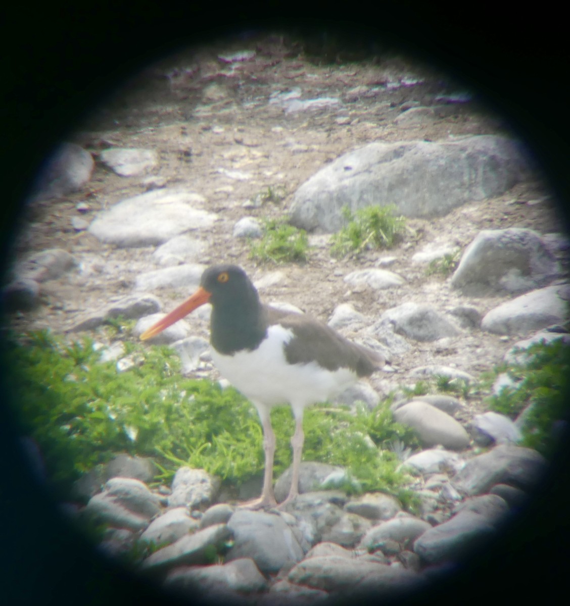 American Oystercatcher - ML637627553