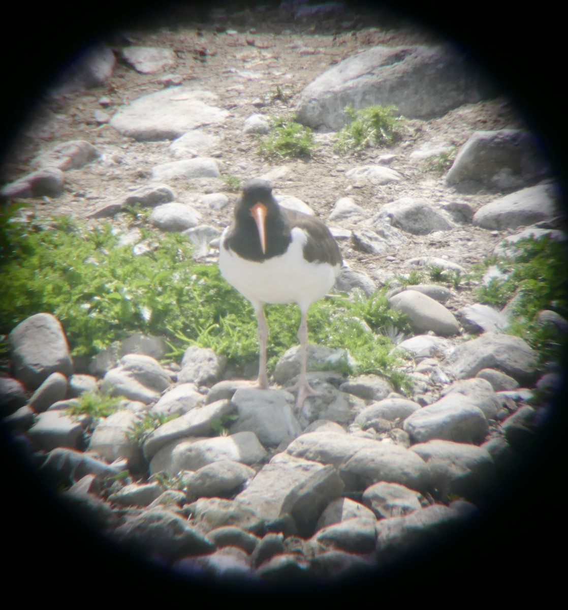 American Oystercatcher - ML637627554