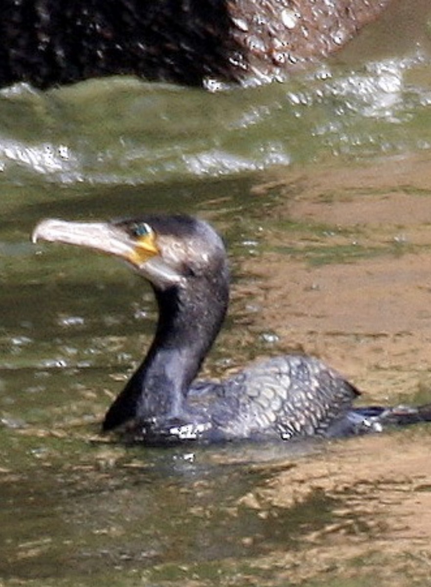 Grand Cormoran - ML637627558