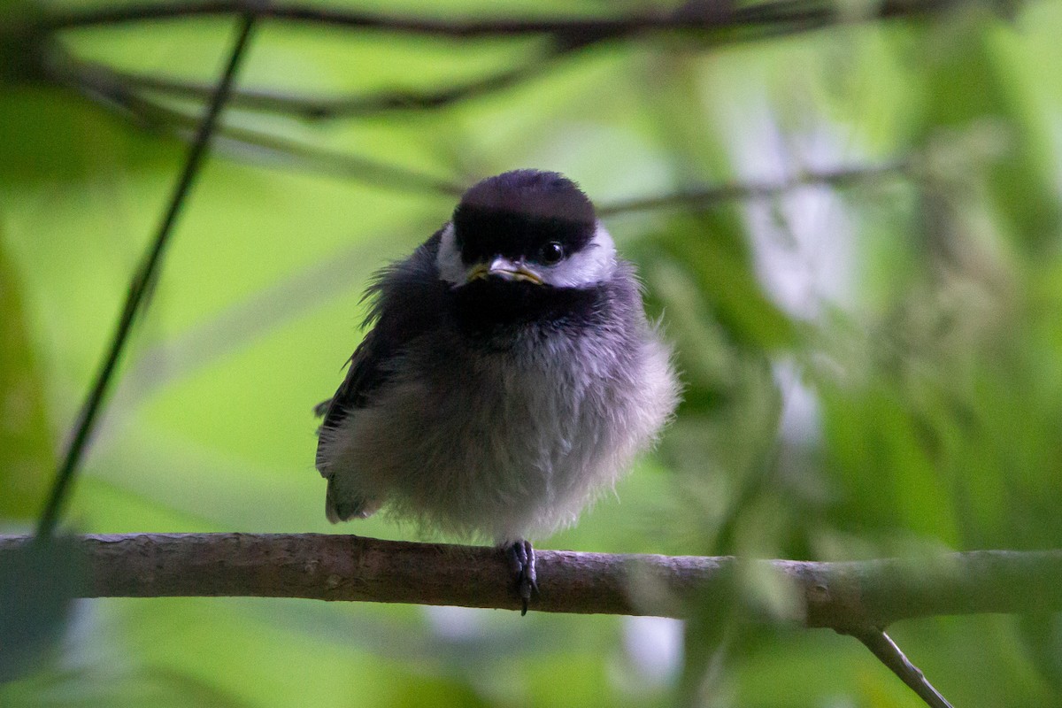 Black-capped Chickadee - ML637627564